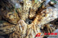 食品安全再受質疑:湖北宜昌4月16日凌晨查獲1噸硫磺熏制毒生姜